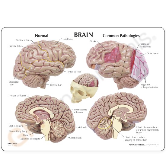 Brain Anatomical Model Human 3 Piece Full Size