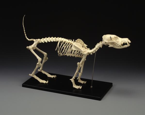 Dog Skeleton Large 49 X 23 Canine 