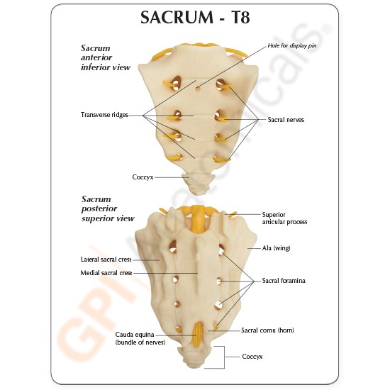 Sacrum L1-L5, T8-T12 Vertebrae Anatomical Model w Key Card Spine NEW