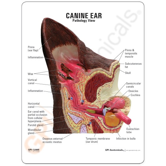 thumbnail interactive-video image 1 of Canine Ear Anatomy Model - 2-Sided PVC Dog Ear (Healthy & Infected) For Veterinary Teaching 1 of 13