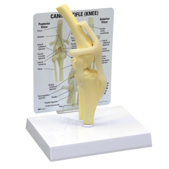 Canine Knee Joint Anatomy Teaching Model - 4 Stage Arthritis, Detachable Dog Leg Model For Vet Study