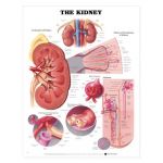 Kidney Chart - The Kidney