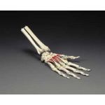 Hand Wrist Anatomical Model Painted on Elastic Cord