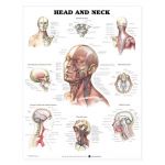 Head Neck Chart - Head and Neck