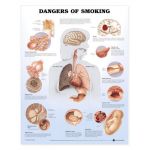 Smoking Chart - Dangers of Smoking