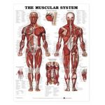 Muscular System Chart- The Human Muscular System (Male)
