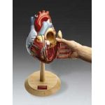 Heart Anatomical Model Giant w Interior Doors 2X Life Size