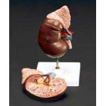Kidney Adrenal Gland Anatomical Model Urinary