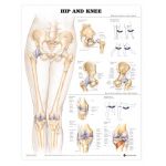 Hip Knee Chart - Hip and Knee Anatomy Structure