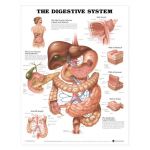 Digestive System Chart - The Digestive System