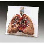 Lungs with Heart Anatomical Model