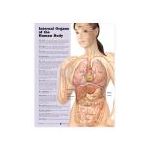 Internal Organs Chart - Internal Organs of the Body