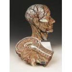 Head Anatomical Model Half Sections