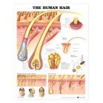 Human Hair Chart - The Human Hair