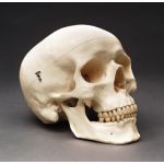 Skull Classic Human Skull 3 Parts Classroom