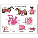 Equine Chart - Digestive Anatomy Wall Chart