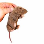Rat Lab Training Manikin w Case SQUEEKUMS®