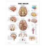 Brain Chart - Brain Nerves and Vessels