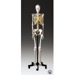 Skeleton Female Adult Skeleton for Professional Education