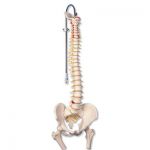Spine Classic Flexible  Model w Femur Heads Professional