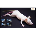Rat Lab Training Manikin MIMOLETTE®