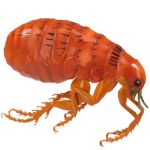 Canine Skin Parasites Anatomical Model