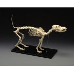 Canine Skeleton Standard Size Dog