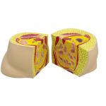 Obesity Pear Apple Fat Body Model