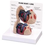 Feline Heart Lung Anatomical Model