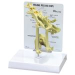 Feline Hip Anatomical Model