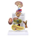 Cardiovascular Metabolic Syndrome Anatomical Organ Model Set