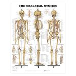 Skeletal System Chart Human Comprehensive MOST POPULAR