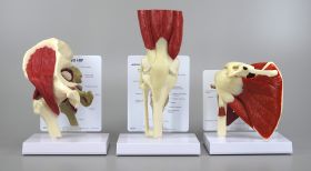 Bone Joint Starter Set of 3 Muscled Models - Knee, Hip    SPECIAL OFFER 20% DISCOUNT  LFA # 4019
