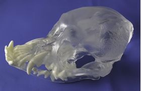 Canine Pug Skull with Teeth, Visi-Model Transparent Canine Pug Skull with Teeth, Visi-Model Transparent