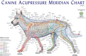 Canine Acupressure Meridian Chart Dog