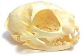 Feline Skull REAL BONE Anatomical Model with Teeth, LFA # 2521
