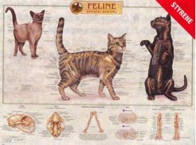 Feline Skeletal System Wall Chart Cat