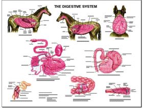 Equine Chart - Digestive Anatomy Wall Chart