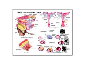 Equine Chart - Mare Reproductive Anatomy Wall Chart