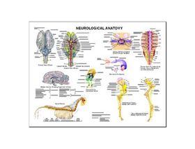 Equine Chart - Horse Neurological Wall Chart