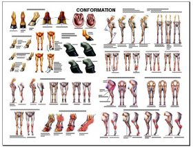 Equine Chart - Conformation Wall Chart