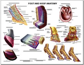 Equine Chart - Foot and Hoof Anatomy Wall Chart
