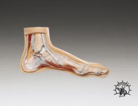 Foot Anatomy Normal Model Deluxe Professional