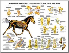 Equine Chart - Forelimb Regional Joint Anatomy Wall Chart