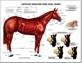 Equine Chart - Surface Anatomy Wall Chart Horse