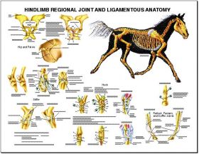 Equine Chart - Hindlimb Regional Joint Anatomy Wall Chart