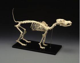 Canine (Dog) Skull Only 2nd Quality SPECIAL SALE Veterinary Canine (Dog) Skull Only 2nd Quality SPECIAL SALE Veterinary