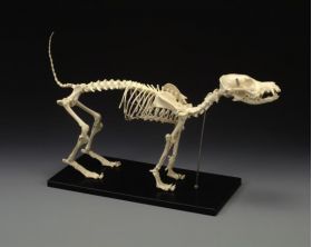 Canine (Dog) Skull Only 2nd Quality SPECIAL SALE Veterinary