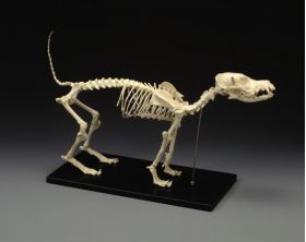 Canine Skeleton Standard Size Dog