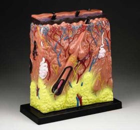 Skin Anatomical Model 105X Budget